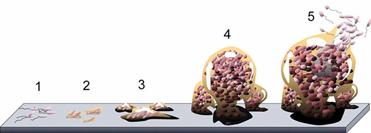 biofilm develop