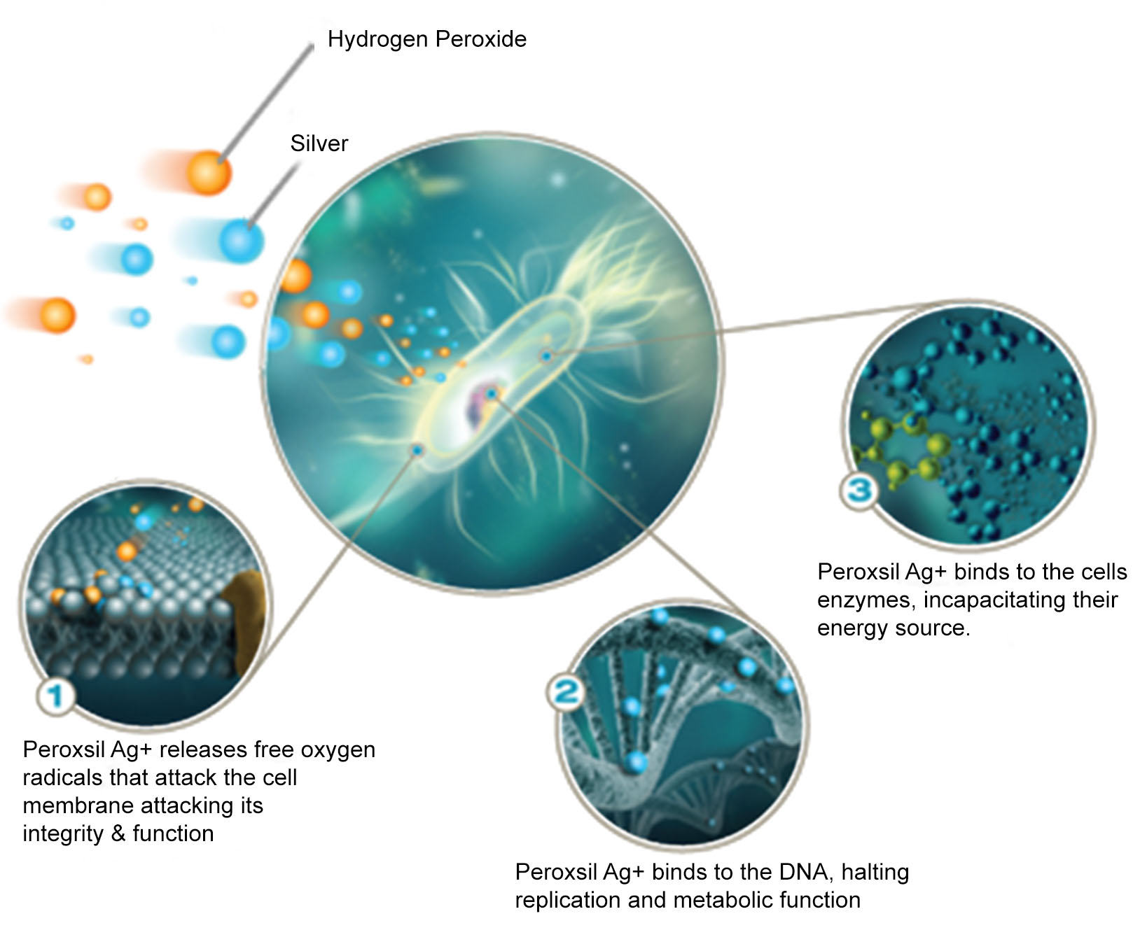 how peroxsil works